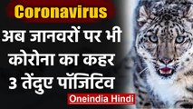 Coronavirus: अब जानवरों पर भी Corona का कहर, 3 Leopards बने कोरोना का शिकार | वनइंडिया हिंदी