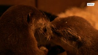 Lontras viúvas reencontram o amor durante o confinamento