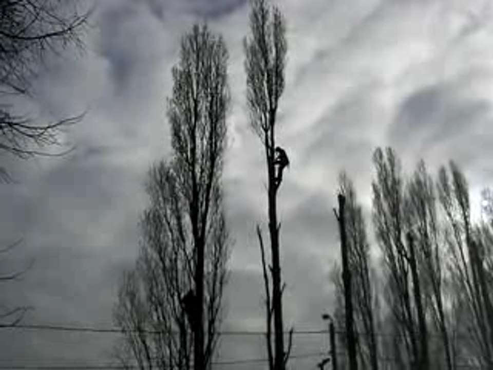 Julo vs peuplar