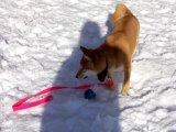 Shiba Inu in the snow