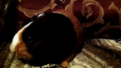 CAVIA PORCELLUS PARSLEY 102_2364
