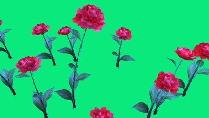 Green Screen Rose