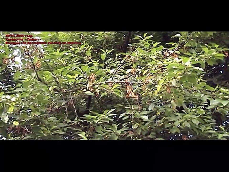 Соседские «Твари»- часть 2