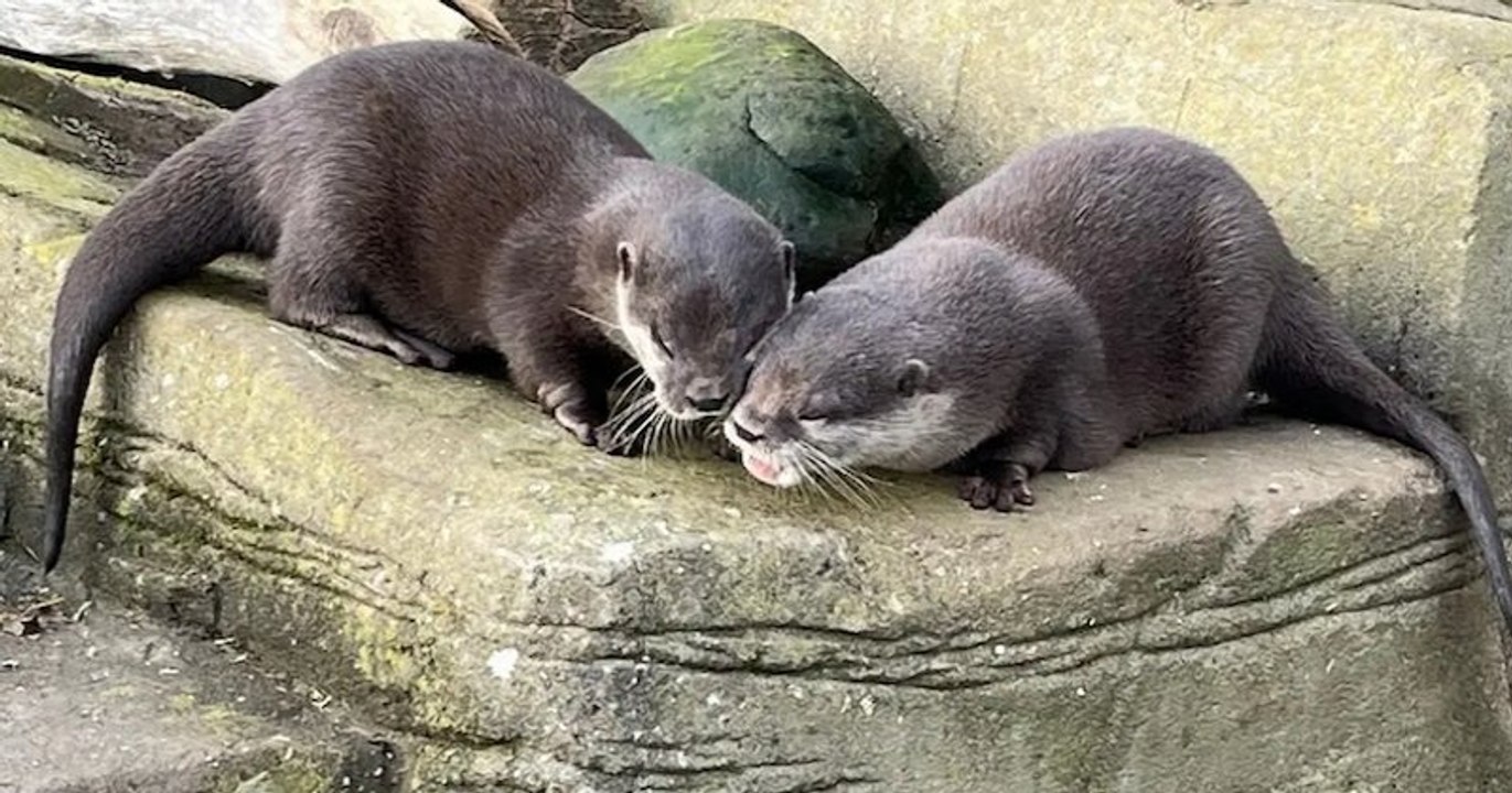 Ces deux loutres veuves, vivant dans deux sanctuaires différents, ont trouvé l'amour sur internet et ont été réunis