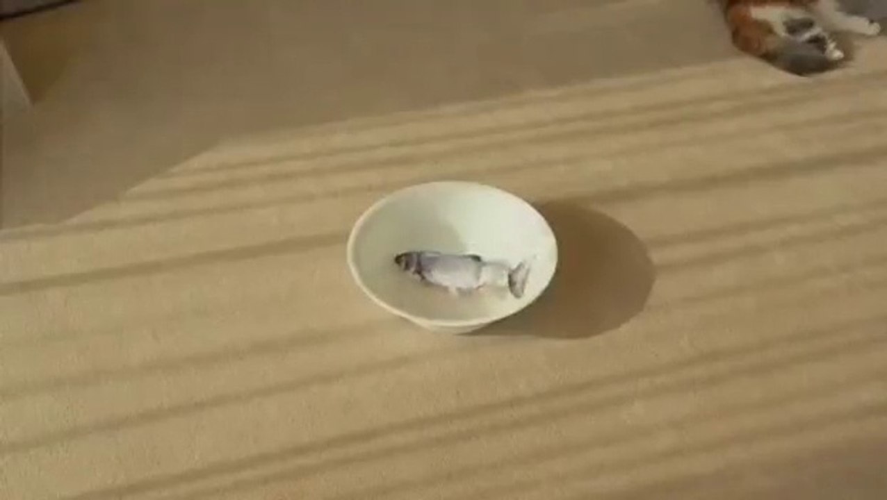 Electric Fish Cat Vídeo Dailymotion