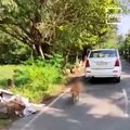 Kerala Man Arrested For Tying Dog To Car And Dragging It For 2-km