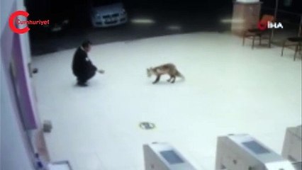 Otomobilinin anahtarlarını tilkiye kaptırdı