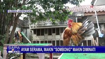 Unik! Ayam Ini Makin Sombong Malah Makin Diminati