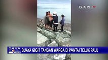 Geger Buaya Terkam Tangan Warga yang Sedang Mandi di Pantai Teluk Palu