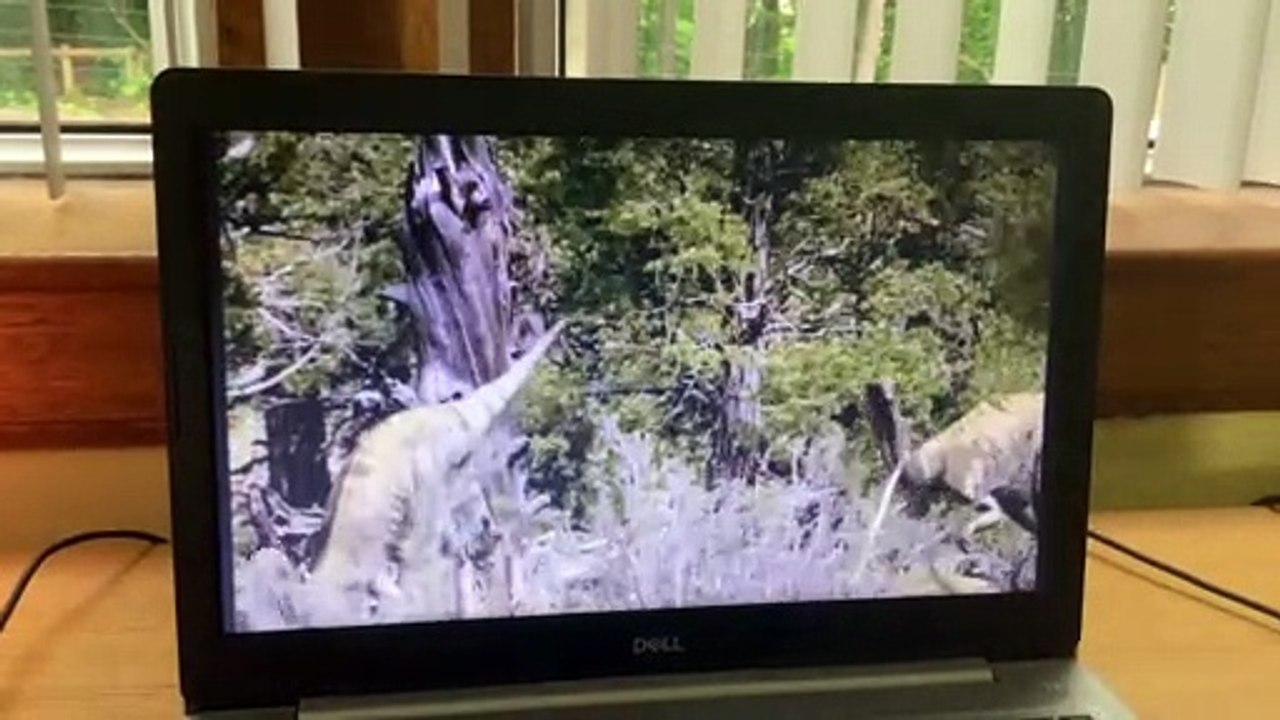 BBC Walking With Dinosaurs 2001 Allosaurus Loose It French