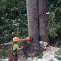 Il y avait un ourson derrière les arbres à couper