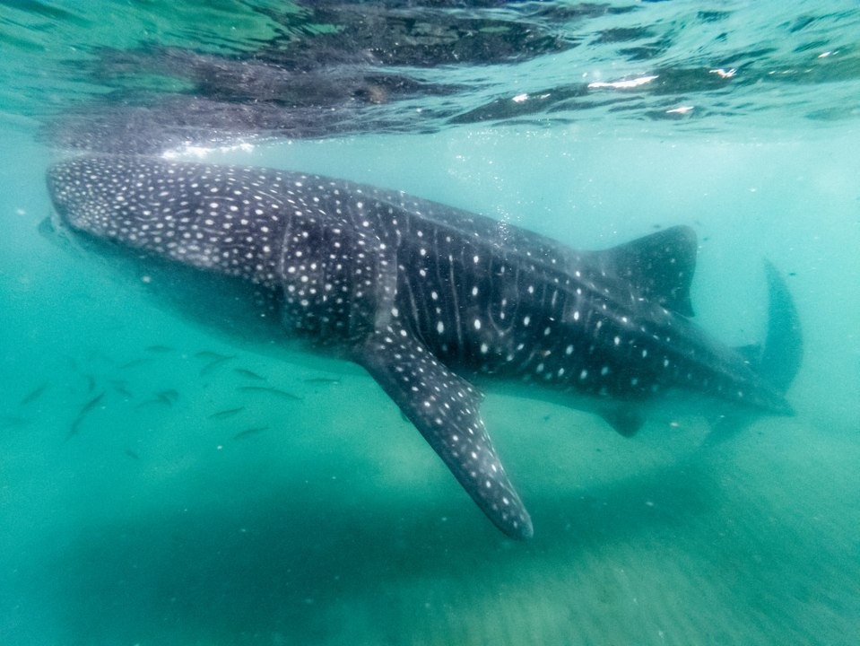 La piel de los tiburones ballena parece una galaxia