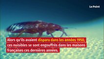 La France face à une invasion de punaises de lit