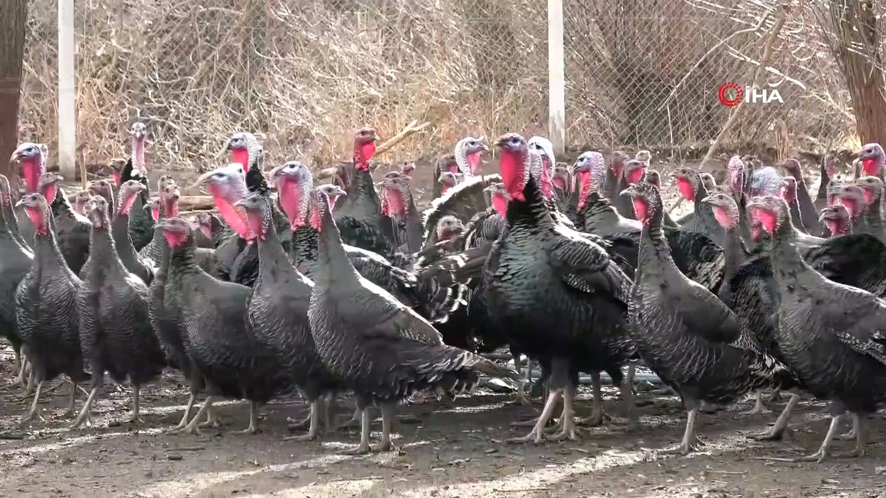 10 tane hindiyle başladı, sürü sahibi oldu; yılbaşını iple çekiyor