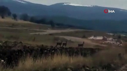 Geyik sürüsü yerleşim alanı yakınlarında görüntülendi