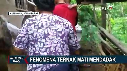 Fenomena Ternak Mati Mendadak di Kuningan Jawa Barat