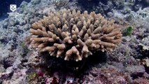 'Coral IVF' may help boost Great Barrier Reef