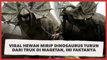 Viral Hewan Mirip Dinosaurus Turun dari Truk di Magetan, Ini Faktanya