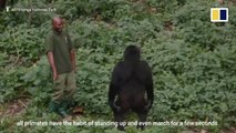 Why a park ranger’s selfie with two gorillas went viral