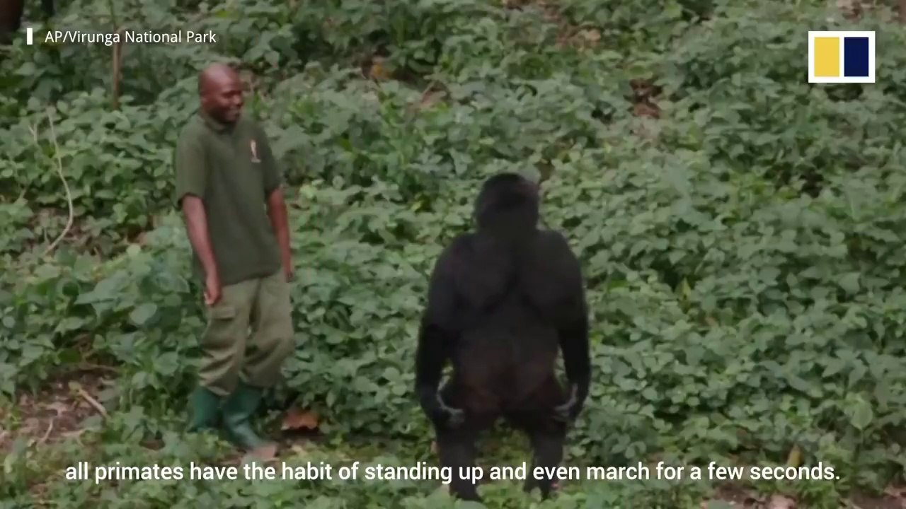 Why a park ranger’s selfie with two gorillas we...