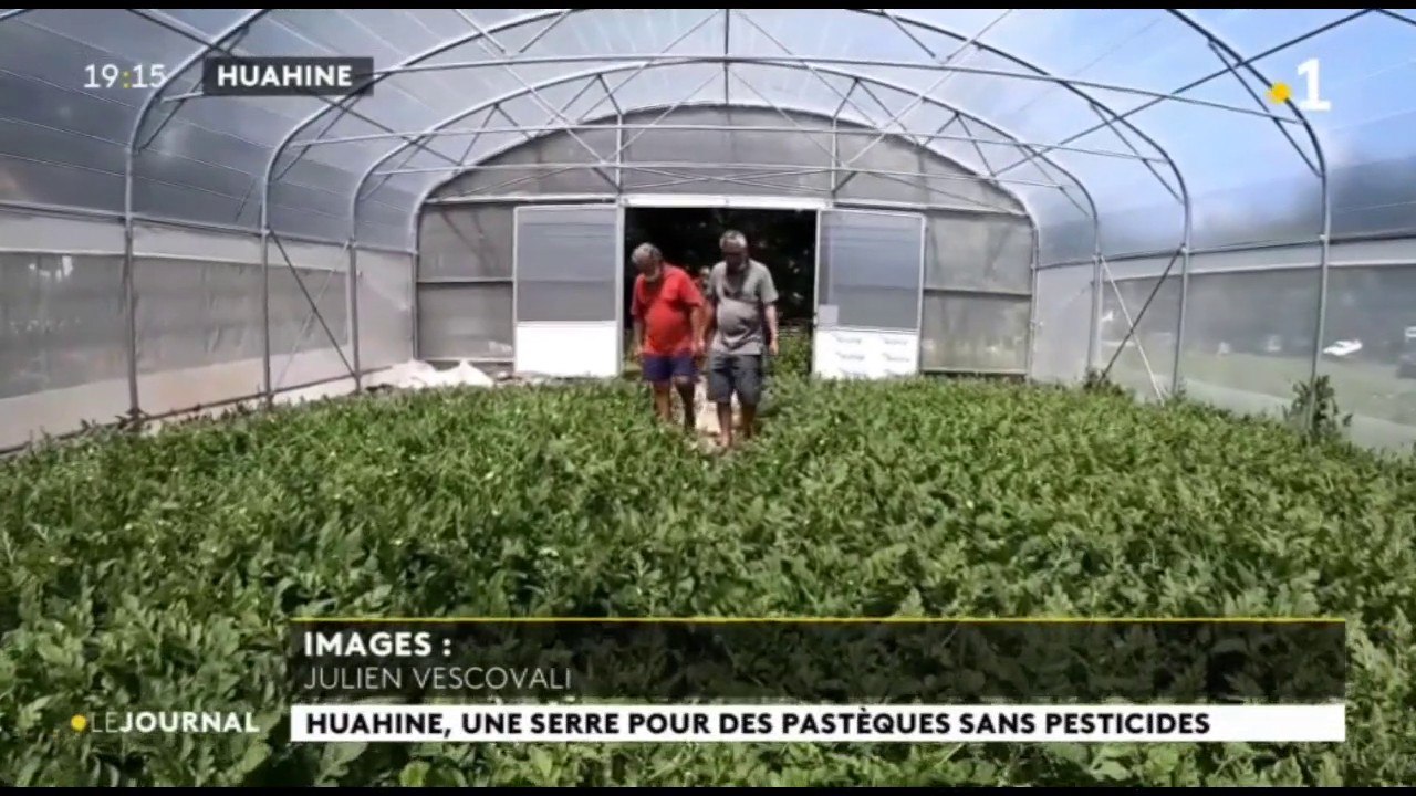 Des pastèques sous serre à Huahine