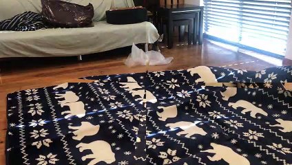 カーペットを敷いた時の猫の反応が興奮しすぎてヤバイｗ【キジ三毛のまる】-cute cat-