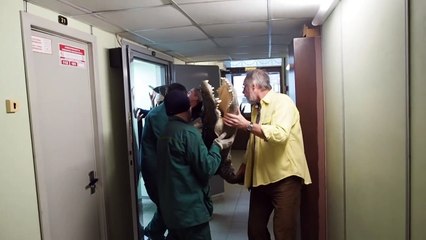 عرض تمساح ناج من الحرب العالمية الثانية داخل متحف في موسكو بعد تحنيطه