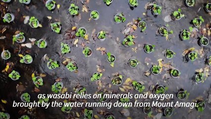 Japan's wasabi producers farm 'green gold'