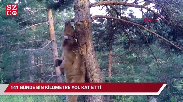Arkadaş, yiyecek bulmak için 141 günde bin 33 kilometre yol kat etti