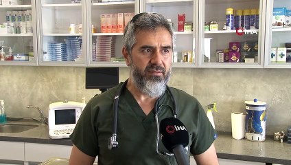 Şans köpeğin yüzlerce kilometrelik iyileşme yolculuğu