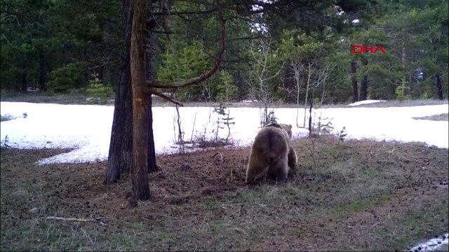 Arkadaş, yiyecek bulmak için 141 günde bin 33 kilometre yol kat etti