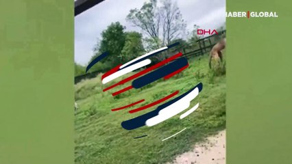 Kuyruğu üzerinde duran kanguru görenleri şaşırttı