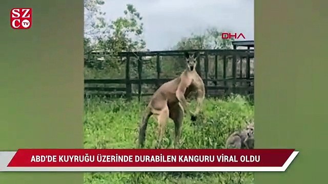 ABD'de kuyruğu üzerinde durabilen kanguru görüntüleri viral oldu