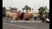 Bulls tussle in street, create havoc with vehicles, pedestrians _ Real life Indian bullfight