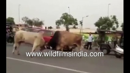 Bulls tussle in street, create havoc with vehicles, pedestrians _ Real life Indian bullfight