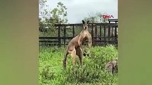 Kuyruğu üzerinde duran kanguru görenleri şaşırttı