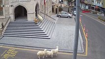 Koyunlar belediye binasını bastı!