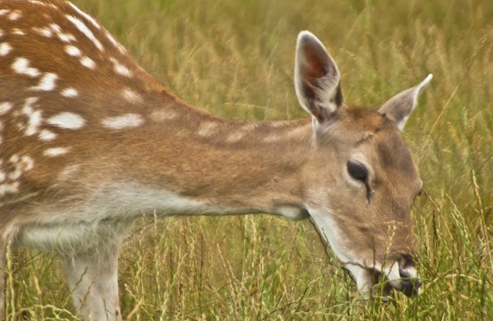 Deer rescued after getting tangled in Christmas lights