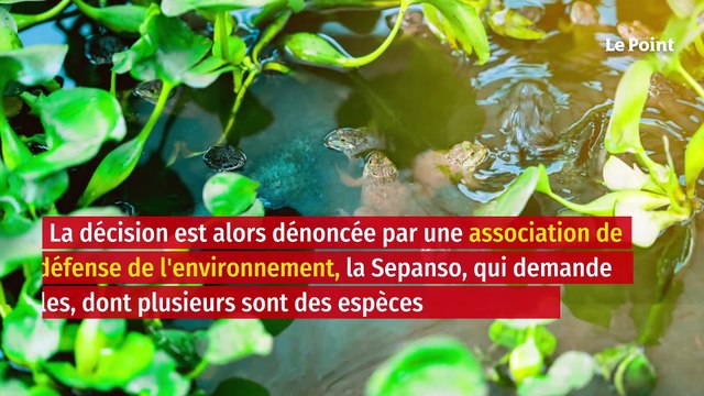 La justice ordonne de vider leur mare aux grenouilles trop bruyantes