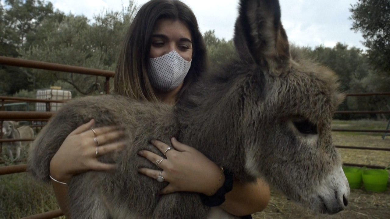 Feel-Good-Countdow, 16: Eseltherapie