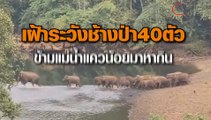 จนท.อุทยานฯ ทองผาภูมิ เฝ้าระวังช้างป่ากว่า 40 ตัว