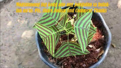 Whats the name of this flower?#1