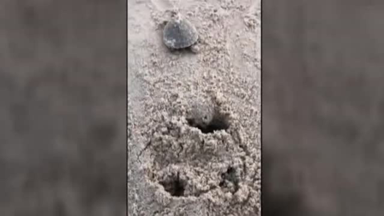 Nacen más de 92.000 crías de tortuga gigante en Brasil