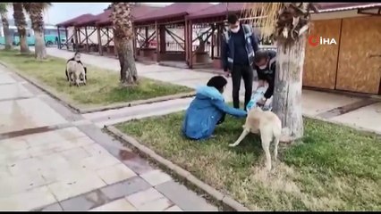 Polisten sokak hayvanlarına mama