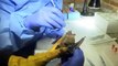 Scientists study bats to prevent next pandemic