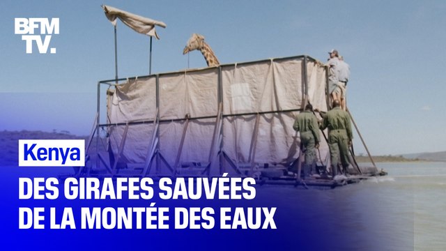 Au Kenya, des girafes sauvées de la montée des eaux