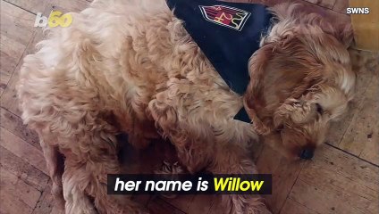 In School Puppy Gives Kids Another Reason To Show Up