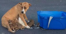 Une chienne et ses petits, abandonnés sur le parking d'une église, ont été adoptés par une famille aimante