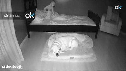 Pilla a su bebé escapándose de su cama para dormir acurrucado junto a su perro