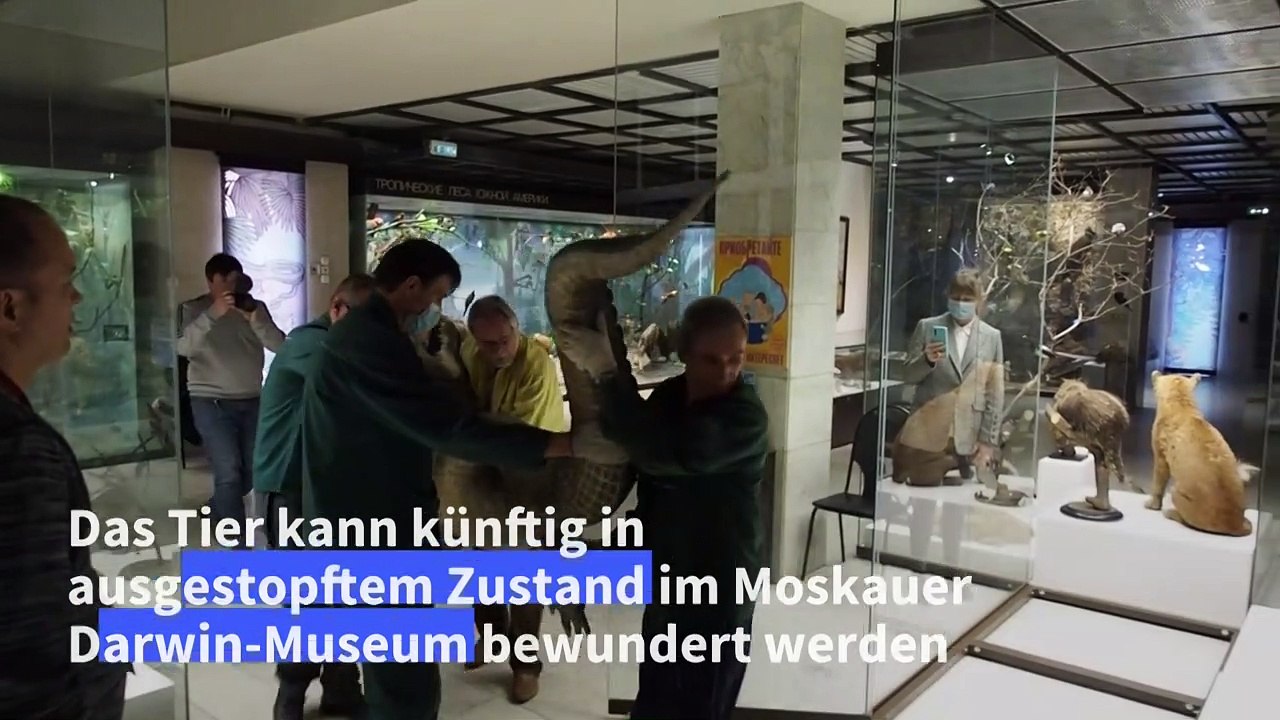 Angeblicher "Hitler-Alligator" ist jetzt ein Museumsstück